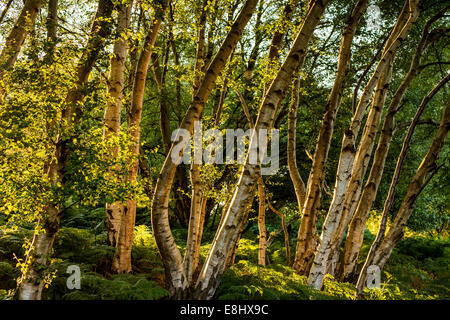 birch trees, sunlit, from behind, back lighting, silver birches, Stock Photo