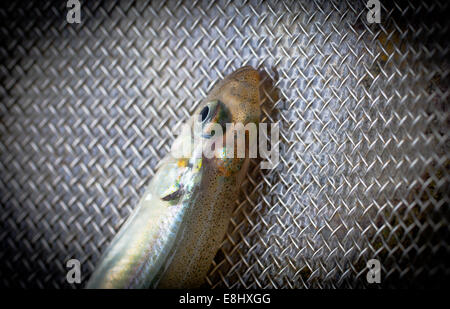 New Zealand Smelt (Retropinna retropinna), also known locally as Silveries or Cucumberfish. One of the six 'Whitebait' species. Traditional food. Stock Photo