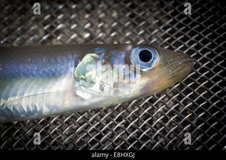 New Zealand Smelt (Retropinna retropinna), also known locally as Silveries or Cucumberfish. One of the six 'Whitebait' species. Traditional food. Stock Photo