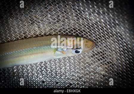 New Zealand Smelt (Retropinna retropinna), also known locally as Silveries or Cucumberfish. One of the six 'Whitebait' species. Traditional food. Stock Photo