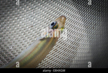 New Zealand Smelt (Retropinna retropinna), also known locally as Silveries or Cucumberfish. One of the six 'Whitebait' species. Traditional food. Stock Photo