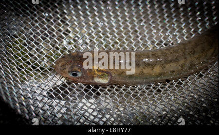 New Zealand Whitebait Banded Kokupu Galaxias fasciatus