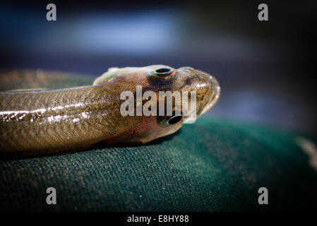 New Zealand Smelt (Retropinna retropinna), also known locally as Silveries or Cucumberfish. One of the six 'Whitebait' species. Traditional food. Stock Photo