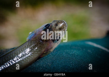 New Zealand Smelt (Retropinna retropinna), also known locally as Silveries or Cucumberfish. One of the six 'Whitebait' species. Traditional food. Stock Photo