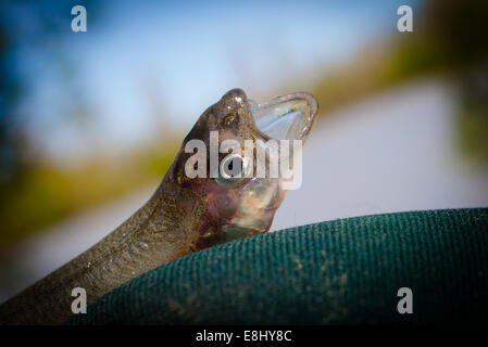 New Zealand Smelt (Retropinna retropinna), also known locally as Silveries or Cucumberfish. One of the six 'Whitebait' species. Traditional food. Stock Photo