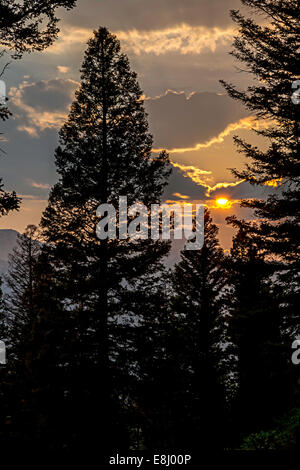 The silhouette of a pine tree forest at sunset in a New England forest ...