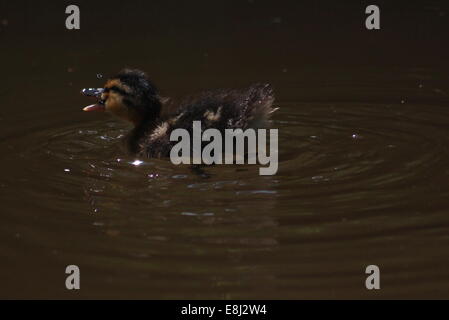 Mallard duckling on Llangollen canal Stock Photo