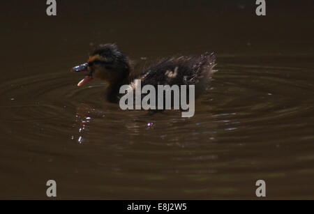 Mallard duckling on Llangollen canal Stock Photo