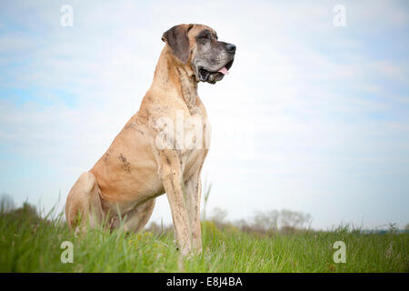 German mastiff, yellow brindle, sitting Stock Photo