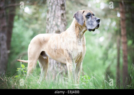 German mastiff, yellow brindle, standing Stock Photo