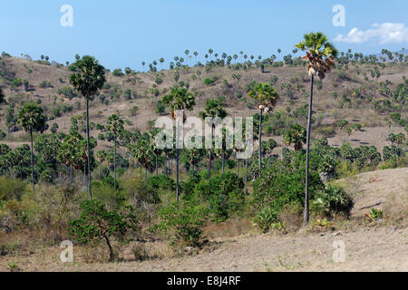 Landscape with Palmyra Palms (Borassus flabellifer) and shrubbery, Komodo National Park, Unesco World Heritage Site Stock Photo