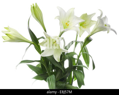 Easter lilies (Lilium longiflorum) Stock Photo