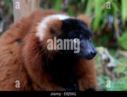 Portrait close-up of a mature Red ruffed lemur (Varecia (variegata) rubra) Stock Photo