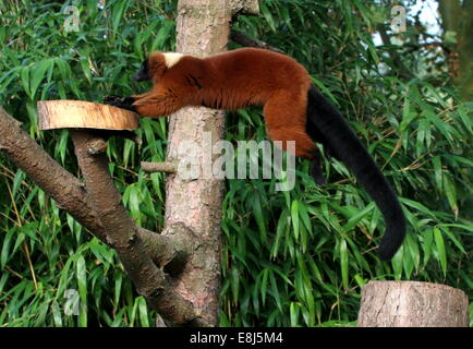 Action close-up of a mature Red ruffed lemur (Varecia (variegata) rubra) jumping Stock Photo
