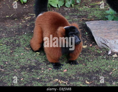 Close-up of a mature Red ruffed lemur (Varecia (variegata) rubra) Stock Photo