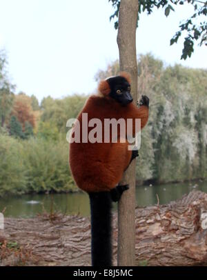 Close-up of a mature Red ruffed lemur (Varecia (variegata) rubra) hanging on to a tree trunk Stock Photo