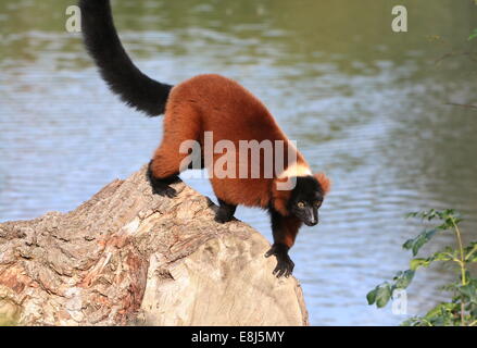 Close-up of a mature Red ruffed lemur (Varecia (variegata) rubra) Stock Photo