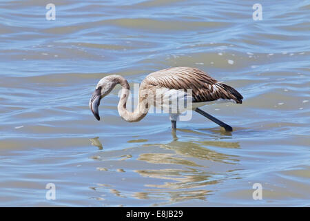 single young greater flamingo walking in shallow water, Camargue, France Stock Photo