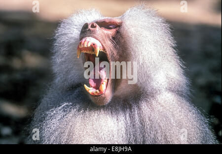 Growling Dominant male Hamadryas baboon (Papio hamadryas). These baboons are social animals which inhabit the plains and forest Stock Photo