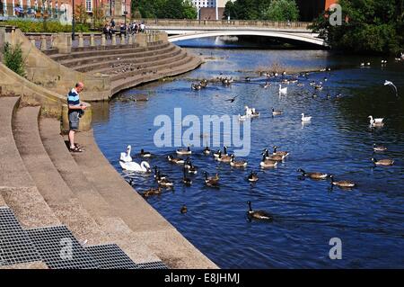 A man feeding the ducks and swans on the River Derwent, Derby, Derbyshire, England, UK, Western Europe. Stock Photo