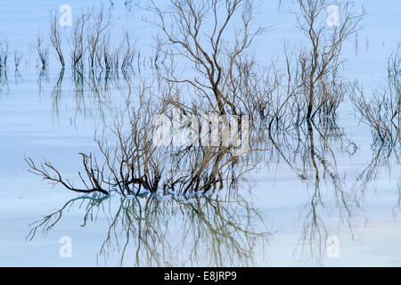 ead plants on the shore of the Dead Sea, Israel Stock Photo