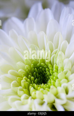 Close up of Chrysanthemum flower head
