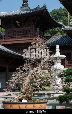 Chi Lin Buddhist Nunnery buddhist complex in Hong Kong, China Stock Photo