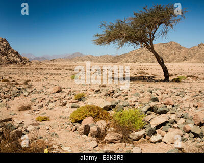 Egypt, Sinai, Sharm el Sheikh, Frankincense tree, Boswellia sacram growing in desert wadi Stock Photo