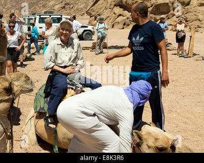 Egypt, Sinai, Sharm el Sheikh, Nabq National Park, senior woman tourist on camel ride Stock Photo
