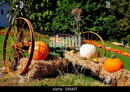 Pownal, Vermont:  Displays of pumpkins cover the lawn at the Pownal Pumpkin Farm * Stock Photo