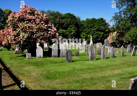 Rockingham, Vermont:  Beautiful pink Hydrangea trees in the burial ground at the 1787 Meeting House Church Stock Photo