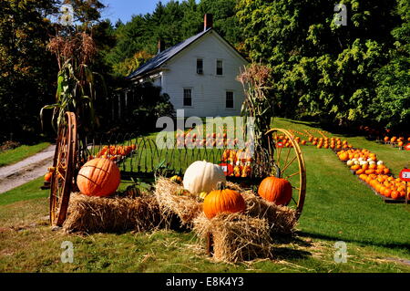 Pownal, Vermont:  Displays of pumpkins cover the lawn at the Pownal Pumpkin Farm Stock Photo
