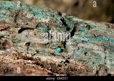 Blue stain fungi (Chlorociboria aeruginascens) on rotting wood. This ...
