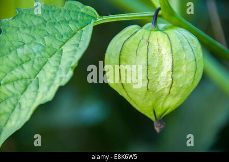 Close up of a Tomatillo or Mexican Husk Tomato with one green leaf. Looks like a organic green lantern. Stock Photo