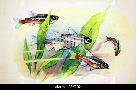 Dec. 2, 2009 - Reproduction of antique postcard shows Aquarium fish, circa 1968, USSR. (Credit Image: © Igor Golovniov/ZUMA Wire/ZUMAPRESS.com)