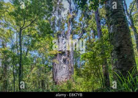 New Zealand, North Island, Waipoua Forest Park, Te Matua Ngahere (Large format sizes available) Stock Photo