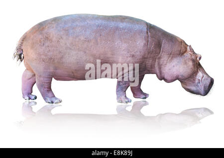 Hippos or Hippopotamus amphibius are standing on white background Stock Photo