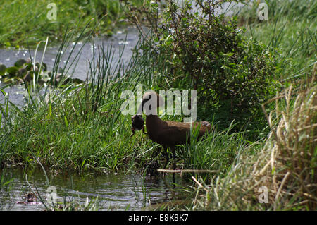 Hammerkop eating a frog - iSimangaliso Wetland Park, South Africa Stock Photo