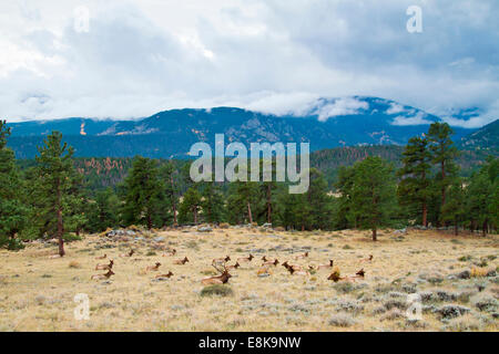 Elk (Cervus elephus) bull with harem of cows in autumn. Stock Photo