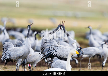 Sweden, Lake Hornborga. Annual migration of Common Cranes. Stock Photo