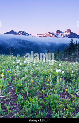 USA, Washington, Mt. Rainier National Park, Paradise Wildflowers and the Tatoosh Range (Large format sizes available) Stock Photo