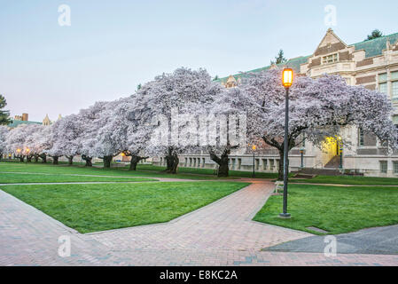 USA, Washington, Seattle, University of Washington Quad at Dawn (Large format sizes available) Stock Photo