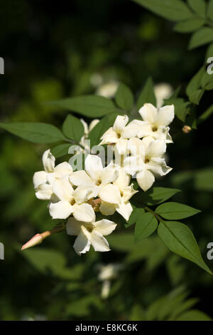 Jasminum officinale 'Devon Cream' growing outdoors in the summer. Summer flowering Jasmine. Stock Photo