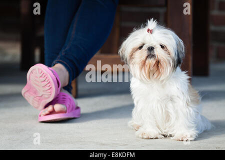 Shih tzu small with funny hair dog animal siting by woman legs outside in front of house Stock Photo