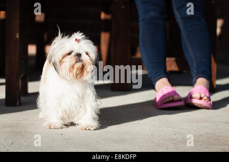 Shih tzu small with funny hair dog animal siting by woman legs outside in front of house Stock Photo