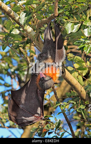 Grey Headed Flying Fox, Pteropus poliocephalus, with wing and mouth open. Stock Photo