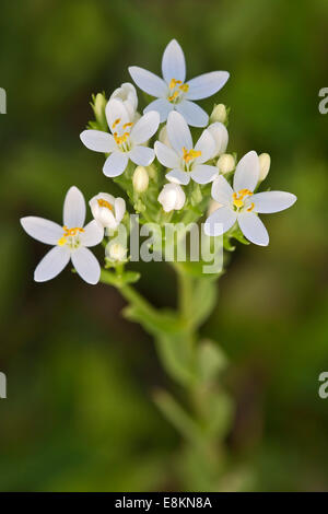 Centaury (Centaurium erythraea), white flowers, Burgenland, Austria Stock Photo