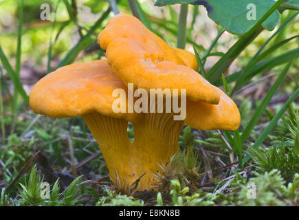 Chanterelle or Golden Chanterelle (Cantharellus cibarius), Tyrol, Austria Stock Photo