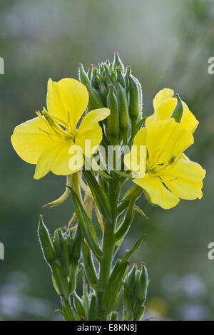 Common evening primrose (Oenothera biennis), Burgenland, Austria Stock Photo