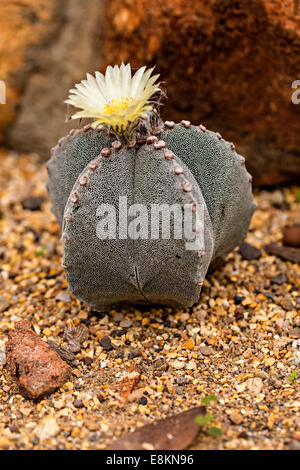 Bishop's Cap Cactus (Astrophytum myriostigma) Stock Photo